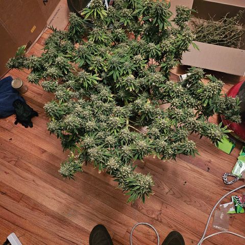 Manbearalienpig by mephisto  growlog photo: Harvest day