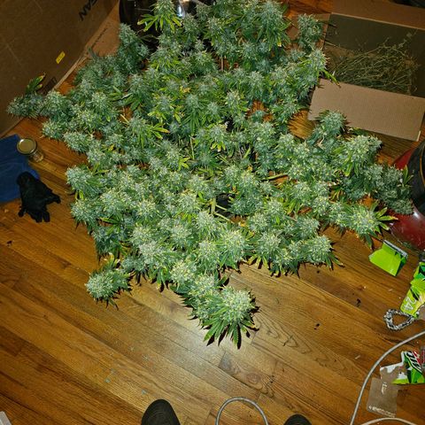 Manbearalienpig by mephisto  growlog photo: Harvest day