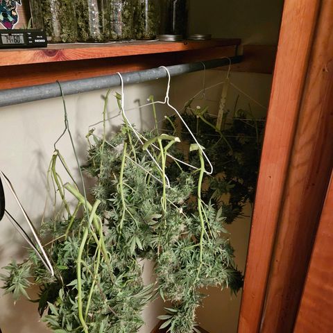 Manbearalienpig by mephisto  growlog photo: 5 hangers full