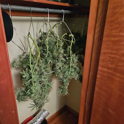 Manbearalienpig by mephisto  growlog photo: 5 hangers full
