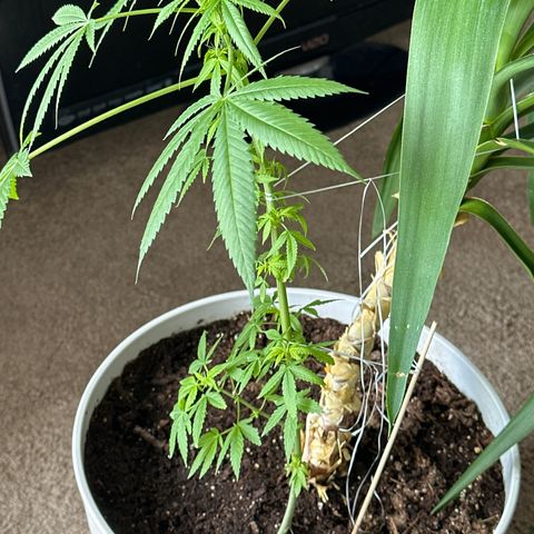 Super Glue growlog timeline photo