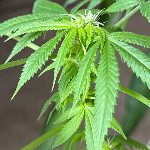 Super Glue growlog timeline photo