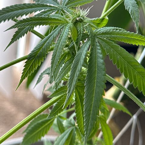 Super Glue growlog timeline photo