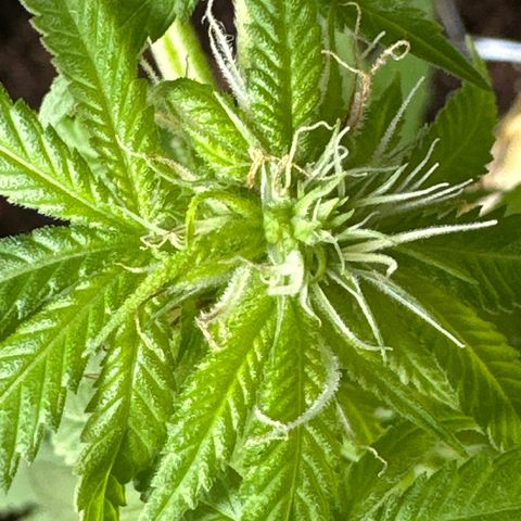Super Glue growlog timeline photo