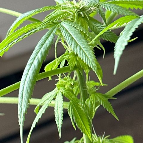 Super Glue growlog timeline photo