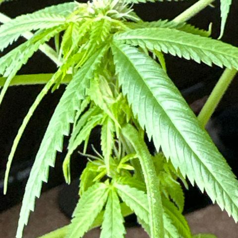 Super Glue growlog timeline photo