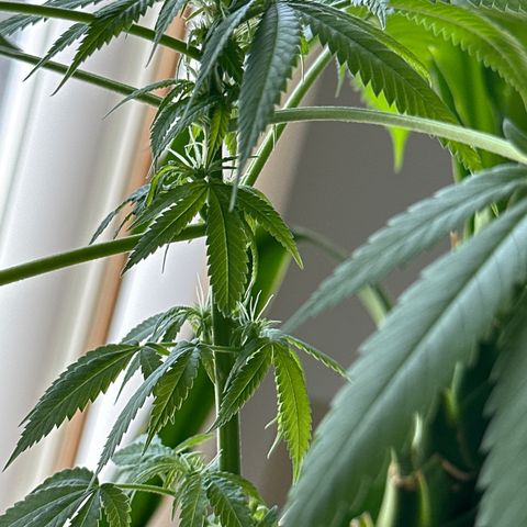 Super Glue growlog timeline photo