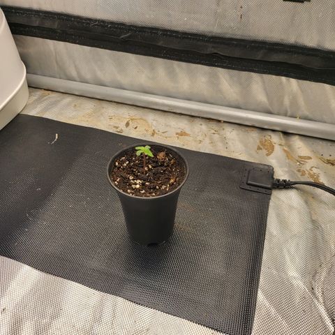 Wedding Cake Auto growlog timeline photo