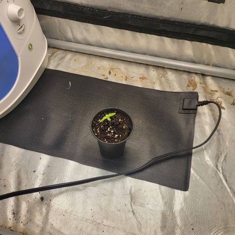 Wedding Cake Auto growlog timeline photo