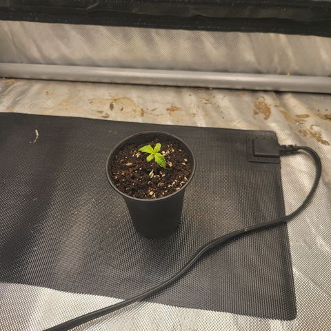 Wedding Cake Auto growlog timeline photo
