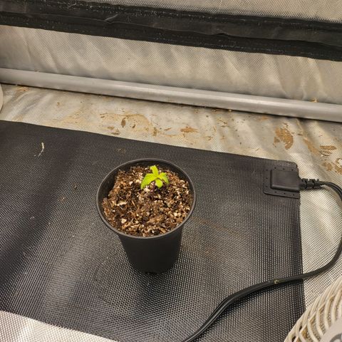 Wedding Cake Auto growlog photo: Added fan to help 
