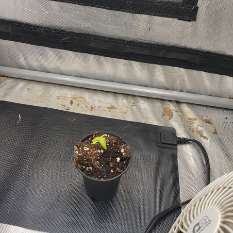 Wedding Cake Auto growlog timeline photo