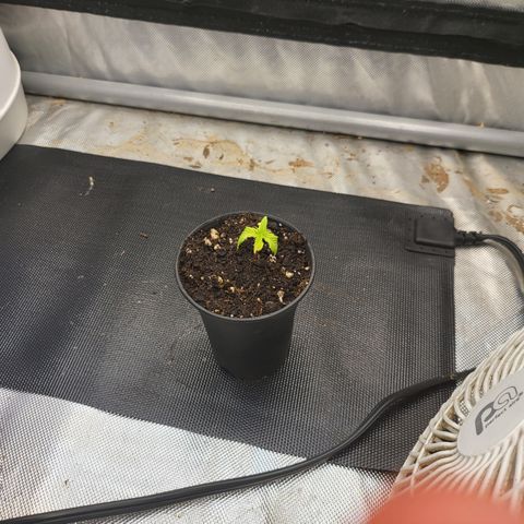 Wedding Cake Auto growlog timeline photo