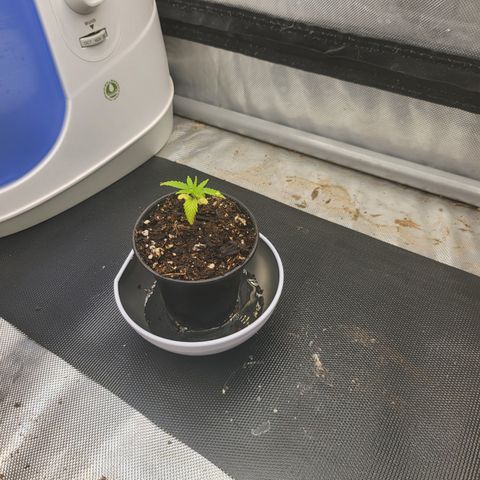 Wedding Cake Auto growlog timeline photo