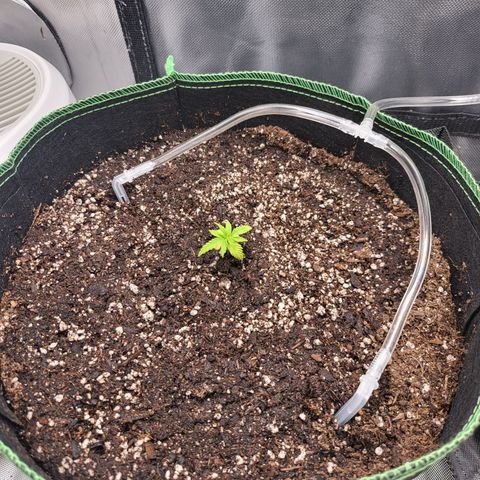 Wedding Cake Auto growlog timeline photo