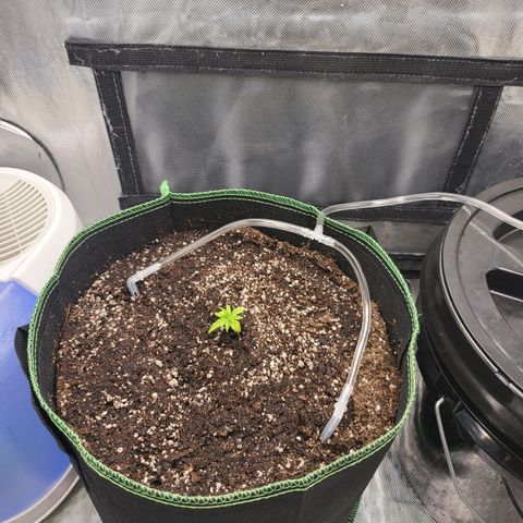 Wedding Cake Auto growlog timeline photo