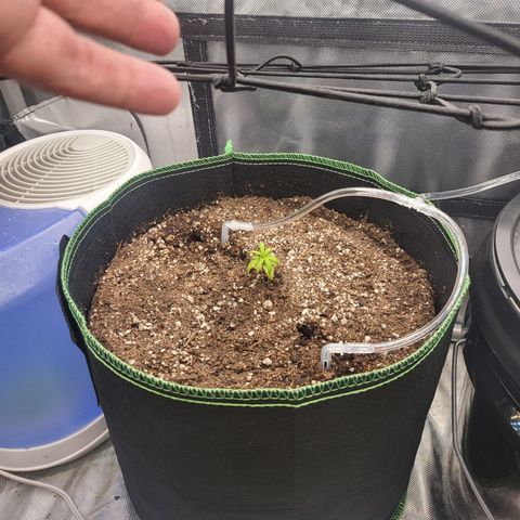 Wedding Cake Auto growlog timeline photo