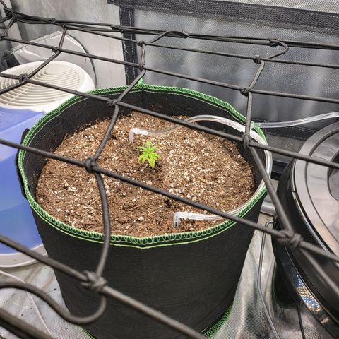 Wedding Cake Auto growlog photo: Nothing new everything good 