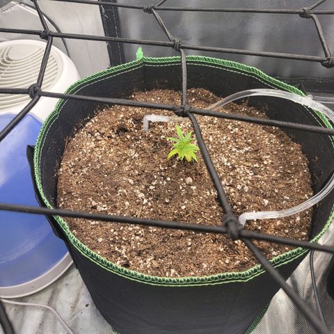 Wedding Cake Auto growlog timeline photo