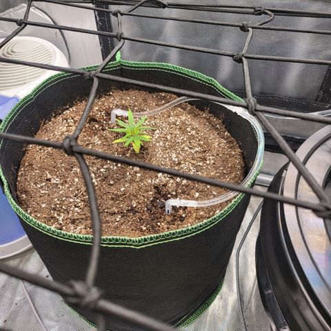 Wedding Cake Auto growlog timeline photo
