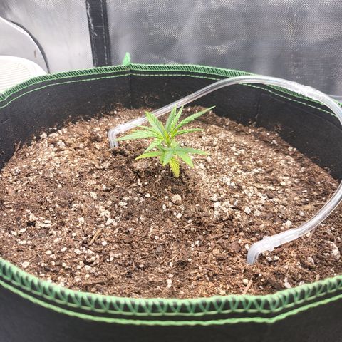 Wedding Cake Auto growlog timeline photo