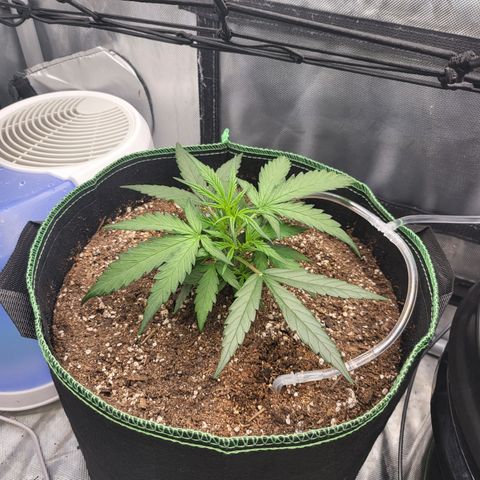 Wedding Cake Auto growlog timeline photo