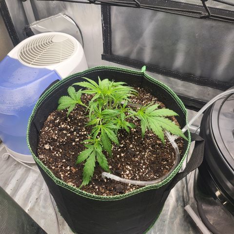 Wedding Cake Auto growlog timeline photo