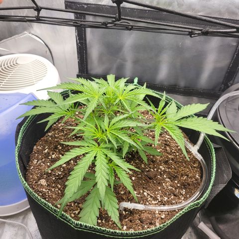 Wedding Cake Auto growlog timeline photo