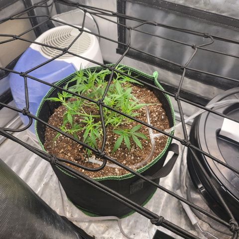 Wedding Cake Auto growlog timeline photo