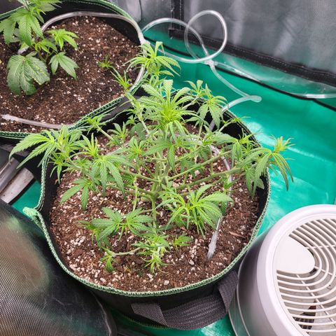 Wedding Cake Auto growlog timeline photo
