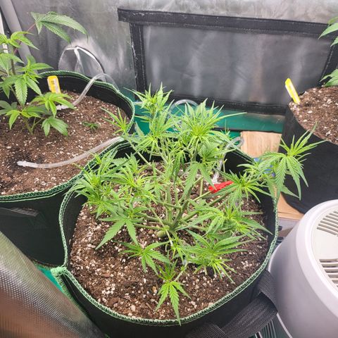 Wedding Cake Auto growlog timeline photo