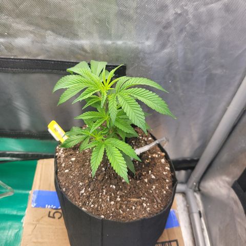 Glueberry OG growlog timeline photo