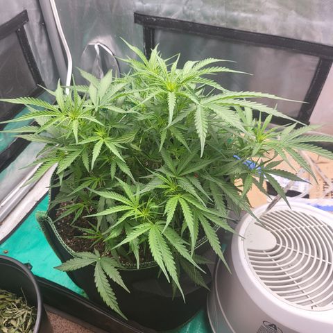 Wedding Cake Auto growlog timeline photo