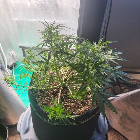 Wedding Cake Auto growlog timeline photo
