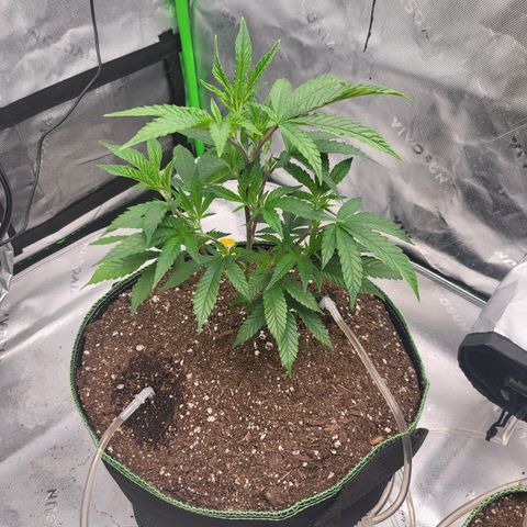 Glueberry OG growlog timeline photo
