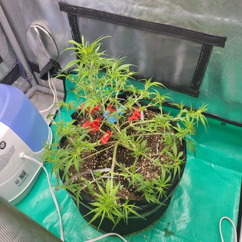 Wedding Cake Auto growlog timeline photo