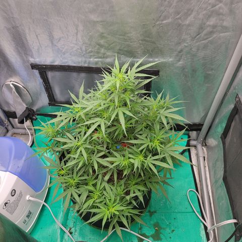 Wedding Cake Auto growlog timeline photo