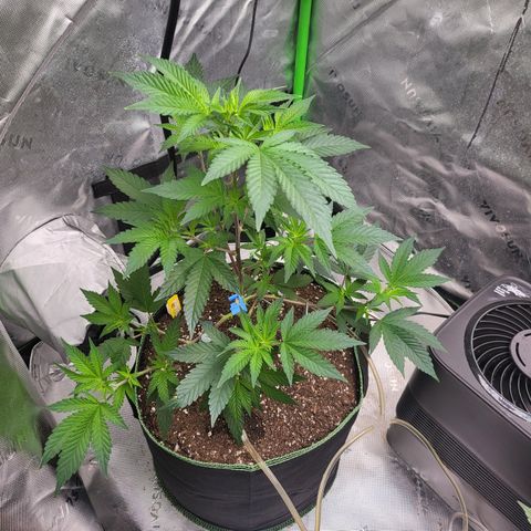 Glueberry OG growlog timeline photo