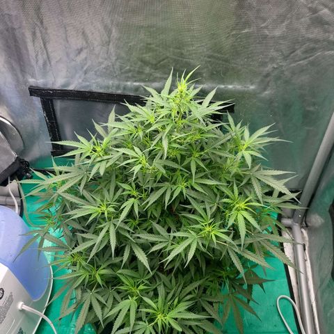 Wedding Cake Auto growlog timeline photo