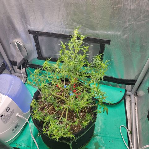 Wedding Cake Auto growlog timeline photo