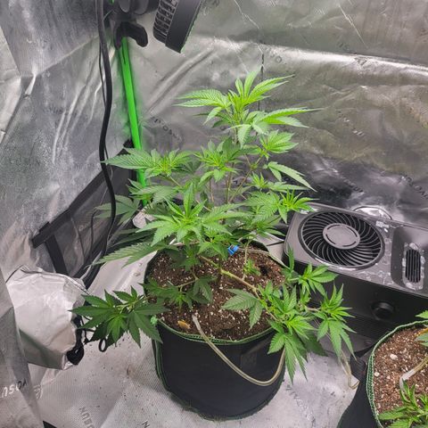 Glueberry OG growlog timeline photo