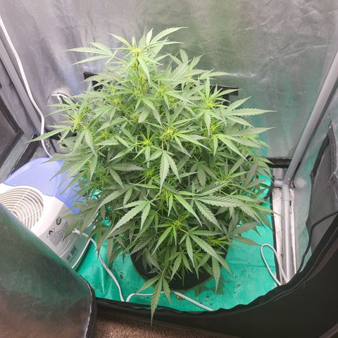 Wedding Cake Auto growlog timeline photo