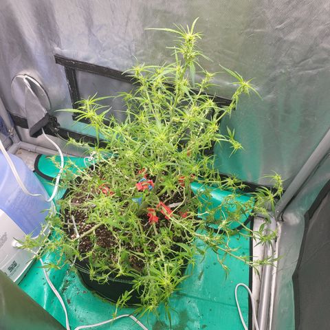 Wedding Cake Auto growlog timeline photo