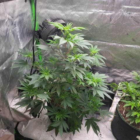 Glueberry OG growlog timeline photo