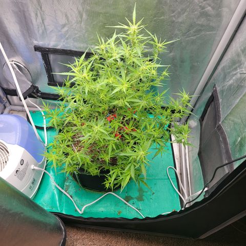 Wedding Cake Auto growlog timeline photo