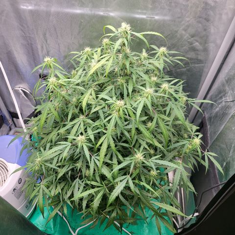 Wedding Cake Auto growlog timeline photo