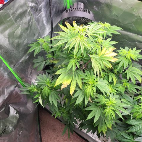 Glueberry OG growlog timeline photo