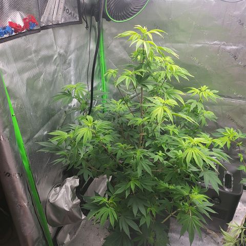 Glueberry OG growlog timeline photo