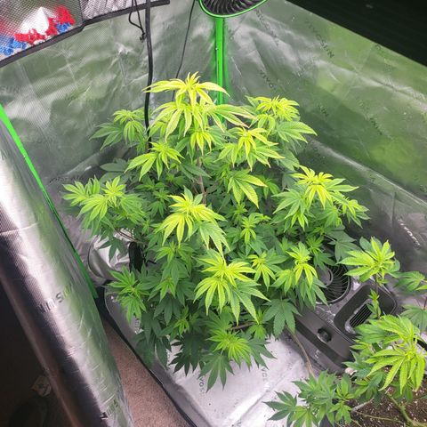 Glueberry OG growlog timeline photo
