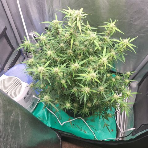 Wedding Cake Auto growlog timeline photo